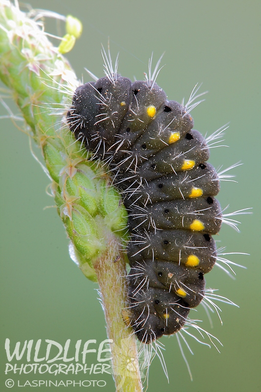 Zygaena (Mesembrynus) erythrus